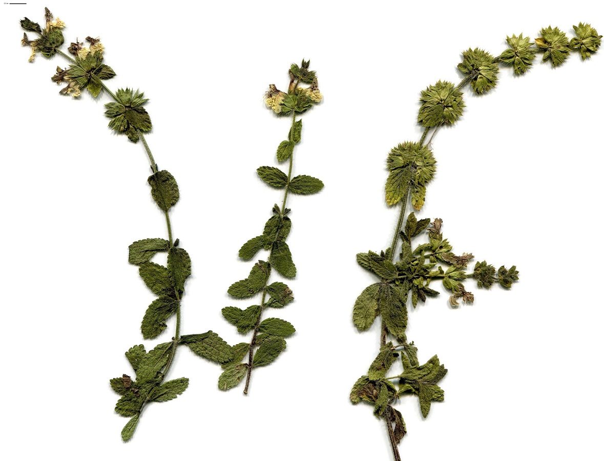 Stachys ocymastrum (Lamiaceae)